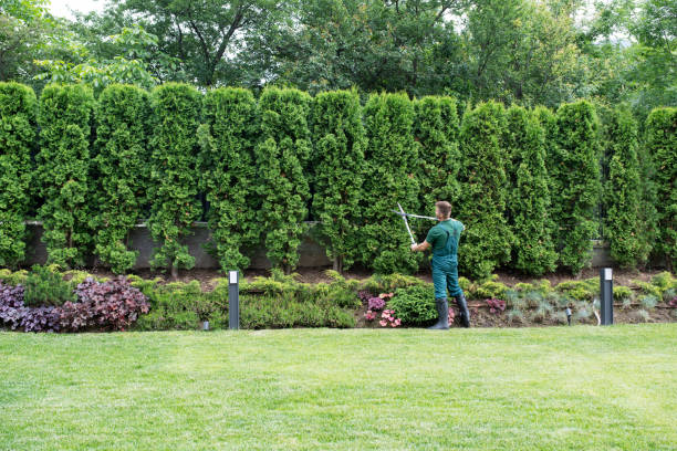 Best Pest Control for Lawns  in Bawcomville, LA